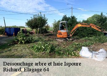 Dessouchage arbre et haie  ispoure-64220 Richard, Elagage 64