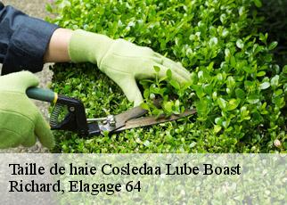 Taille de haie  cosledaa-lube-boast-64160 Richard, Elagage 64